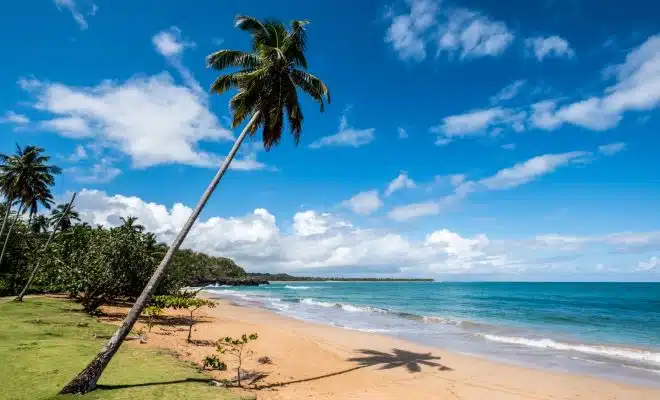 coconut tree on beach shore during daytime